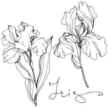Vector Irises isolated on white. Black and white engraved ink art with 'iris' lettering clipart