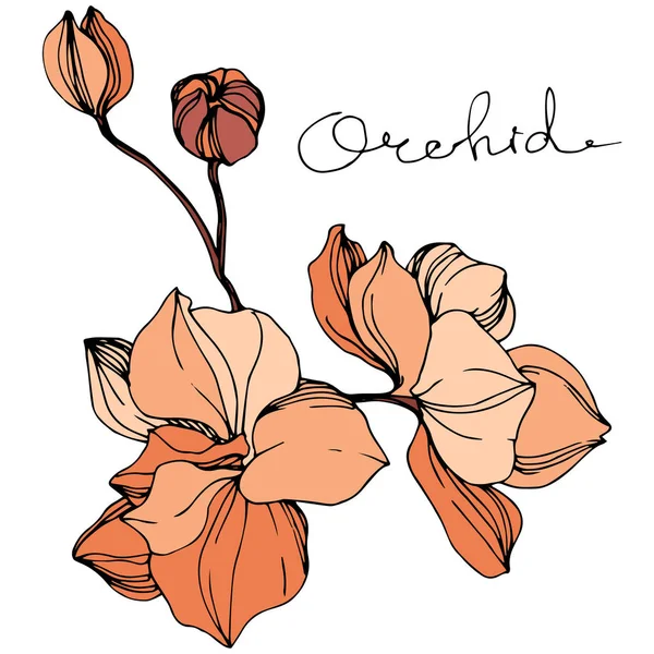 Vektororororchideen Wildblumen Isoliert Auf Weiß Gravierte Tuschekunst Mit Orchidee Schriftzug — Stockvektor