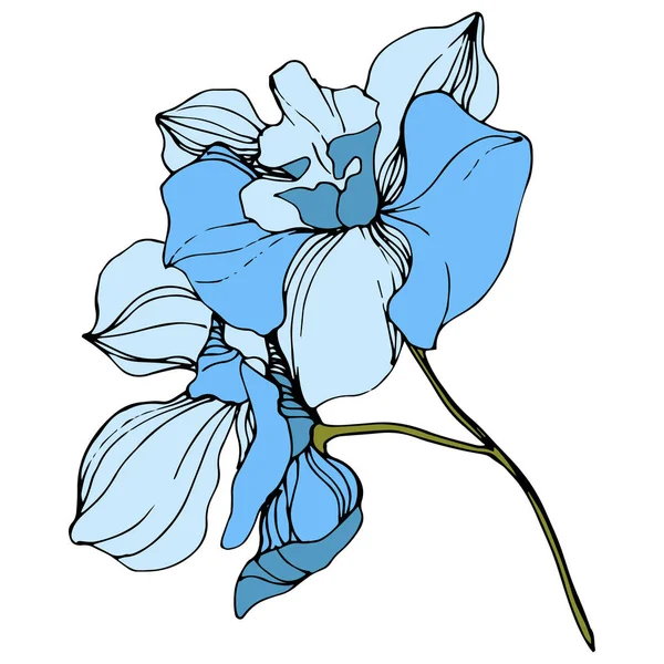 Vector Orquídeas Azules Flores Silvestres Aisladas Blanco Arte Tinta Grabada — Vector de stock