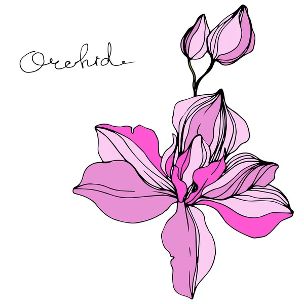 Orquídea Rosa Vetorial Flor Silvestre Isolada Branco Arte Gravada Tinta —  Vetores de Stock