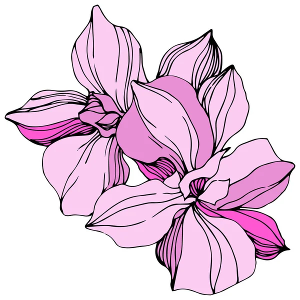 Vector Orquídeas Rosadas Flores Silvestres Aisladas Blanco Arte Tinta Grabada — Vector de stock