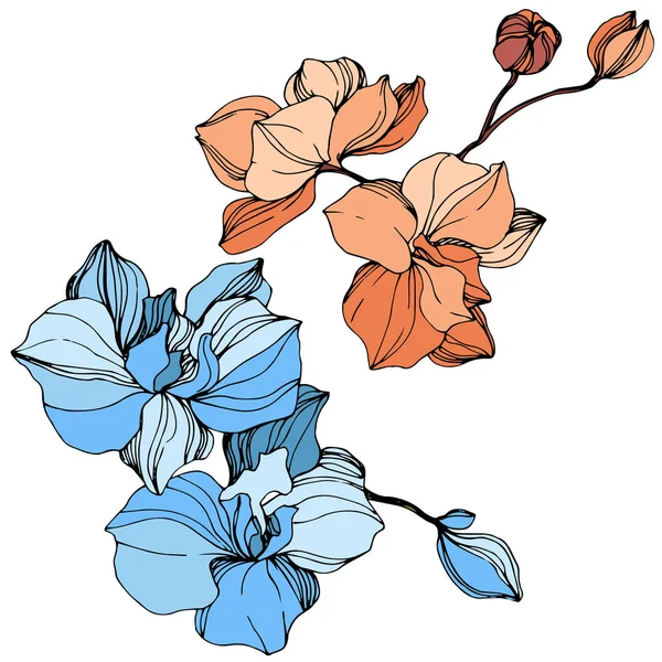 Orchidee Vettoriali Arancioni Blu Fiori Selvatici Isolati Bianco Incisione Inchiostro — Vettoriale Stock