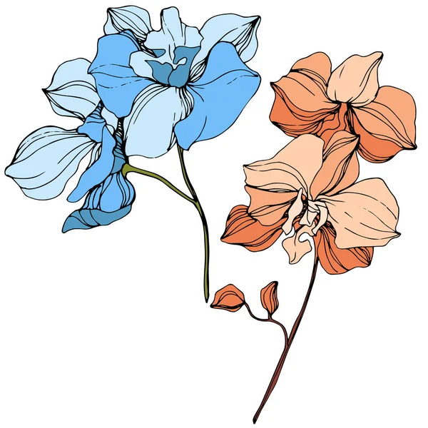 Vector Orange Blue Orchids Wildflowers Isolated White Engraved Ink Art — Stock Vector