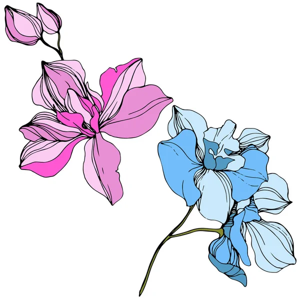 Vector Orquídeas Rosadas Azules Flores Silvestres Aisladas Blanco Arte Tinta — Vector de stock
