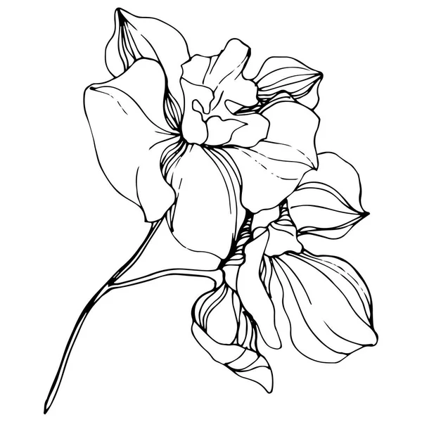 Orchidee Vettoriali Fiordaliso Isolato Bianco Inchiostro Inciso Bianco Nero Arte — Vettoriale Stock