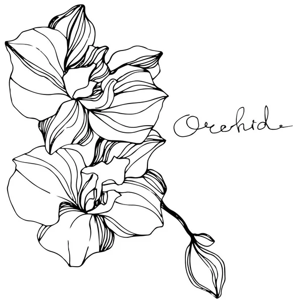 Orchidées Vectorielles Fleurs Sauvages Isolées Sur Blanc Encre Gravée Noir — Image vectorielle