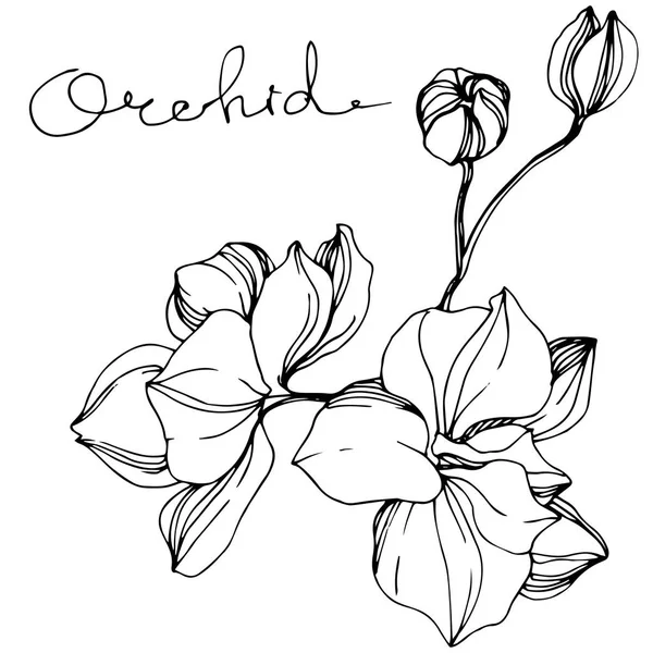 Orchidées Vectorielles Fleurs Sauvages Isolées Sur Blanc Encre Gravée Noir — Image vectorielle