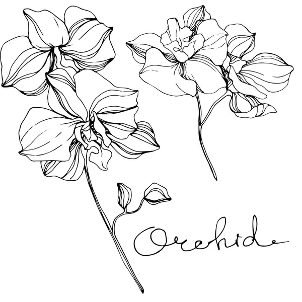 Orquídeas Vectoras Flor Silvestre Isolada Branco Tinta Gravada Preto Branco —  Vetores de Stock