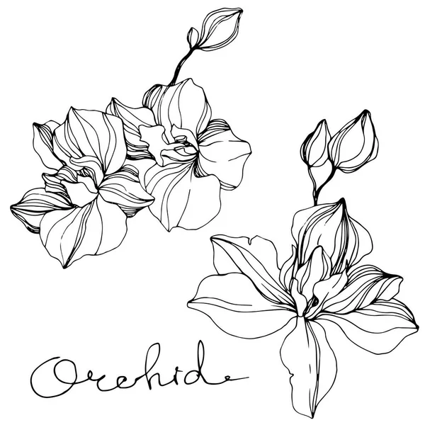 Векторные Орхидеи Цветок Изолирован Белом Черно Белые Гравированные Чернила Надписью — стоковый вектор