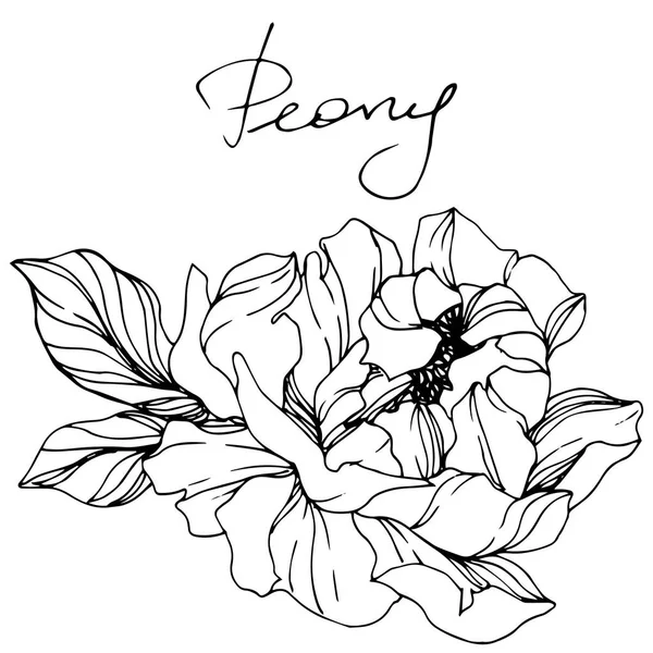 Vector Peony Wildflower Geïsoleerd Wit Gegraveerde Inkt Kunst Met Pioen — Stockvector