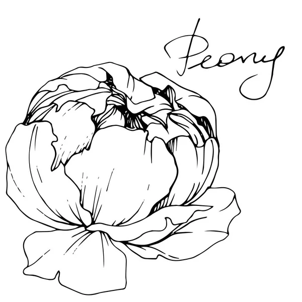 Vector Peony Flor Silvestre Aislada Blanco Arte Tinta Grabada Con — Vector de stock