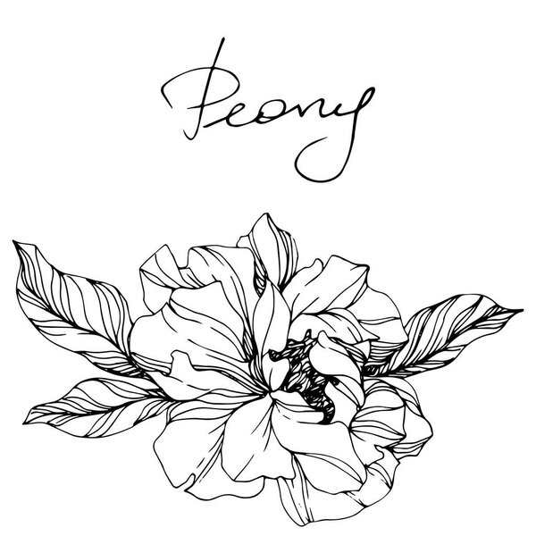 Векторное Пиони. Цветок изолирован на белом. Гравировка чернилами с надписью "пион"
