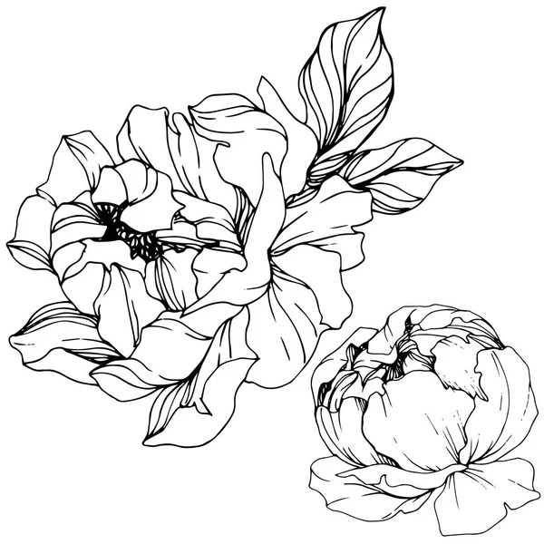 Vector Peonies Wildflowers Isolated White Engraved Ink Art — Stock Vector