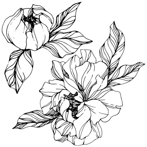 Vector Peonies. Wildflowers isolated on white. Engraved ink art.