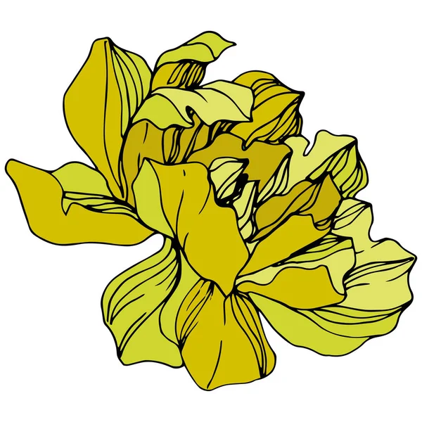 Vector Peonía Amarilla Flor Silvestre Aislada Blanco Arte Tinta Grabada — Vector de stock