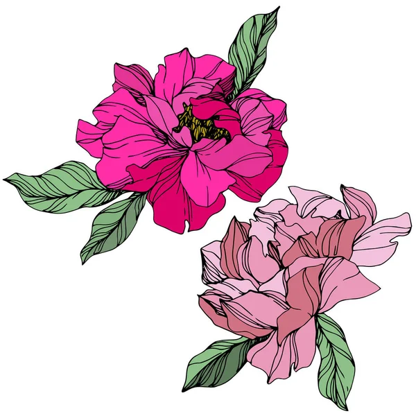 Vector Peonías Rosadas Flores Silvestres Aisladas Blanco Arte Tinta Grabada — Vector de stock