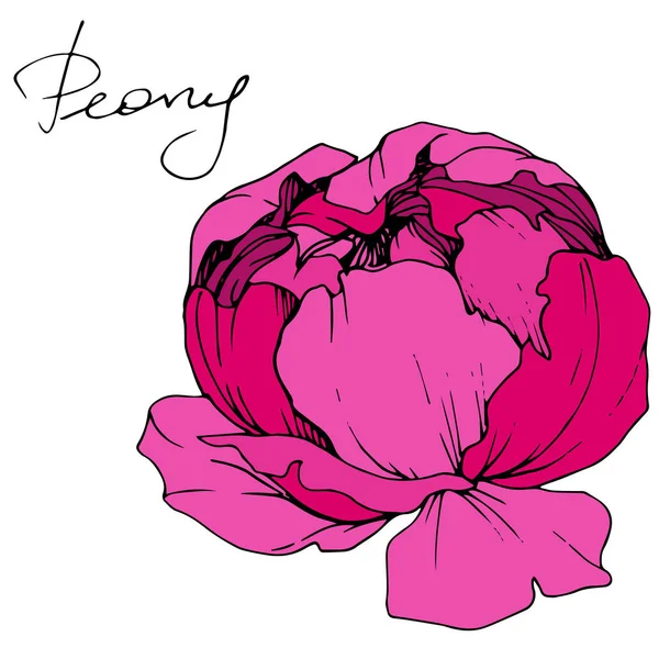 Vector Pink Peony Wildflower Isolated White Engraved Ink Art Peony — Stock Vector