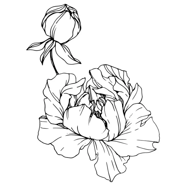 ベクトル牡丹 野生の花が白で隔離 黒と白の刻まれたインク アート — ストックベクタ