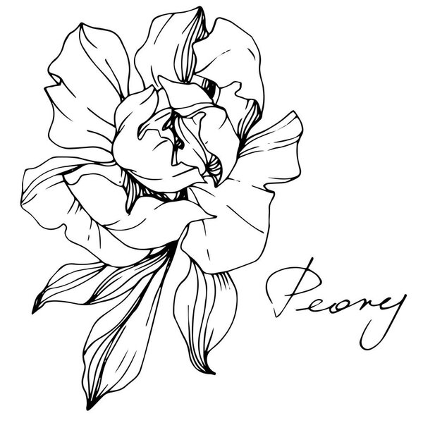 Vector Peony. Wildflower isolated on white. Black and white engraved ink art with 'peony' lettering