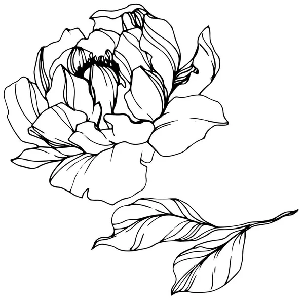 Векторное Пиони Цветок Изолирован Белом Черно Белая Гравировка — стоковый вектор