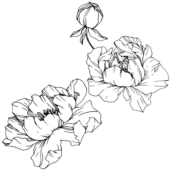 Pivoines Vectorielles Fleurs Sauvages Isolées Sur Blanc Encre Gravée Noir — Image vectorielle