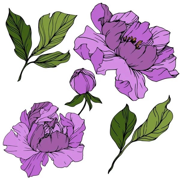 Vector Purple Peonies Wildflowers Isolated White Engraved Ink Art — Stock Vector