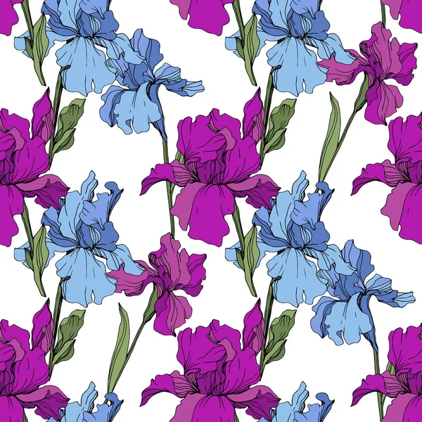 Vector Paarse Blauwe Irissen Wilde Bloemen Wit Wordt Geïsoleerd Gegraveerde — Stockvector