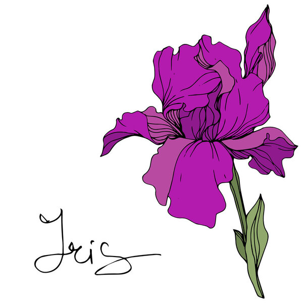 Vector purple iris flower. Wildflower isolated on white. Engraved ink art with 'iris' lettering