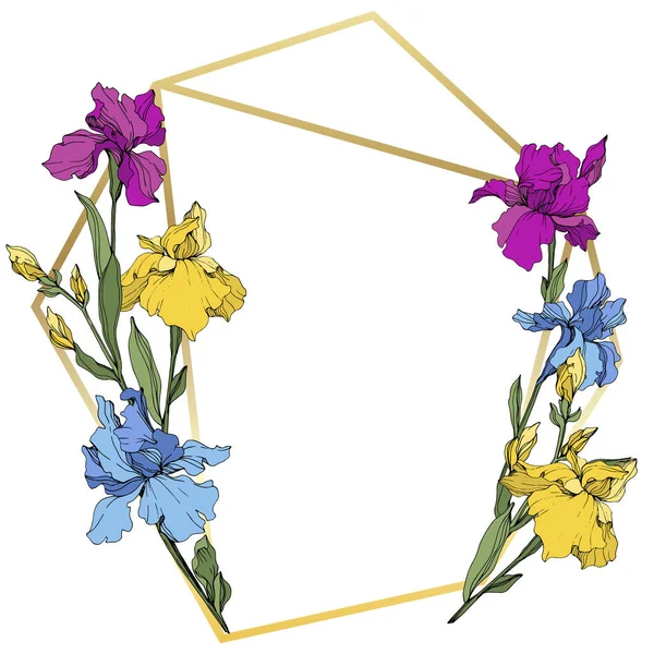 Vetor Íris Roxo Azul Amarelo Flores Silvestres Isoladas Branco Borda —  Vetores de Stock