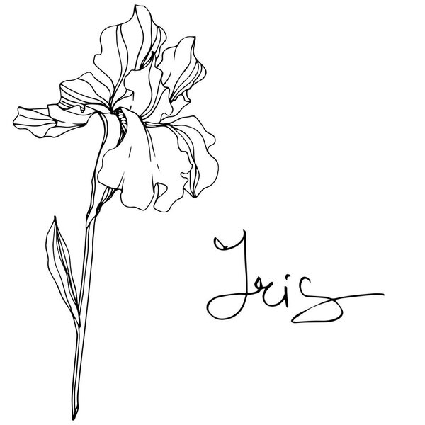 Vector Iris flower. Wildflower isolated on white. Black and white engraved ink art with 'iris' lettering