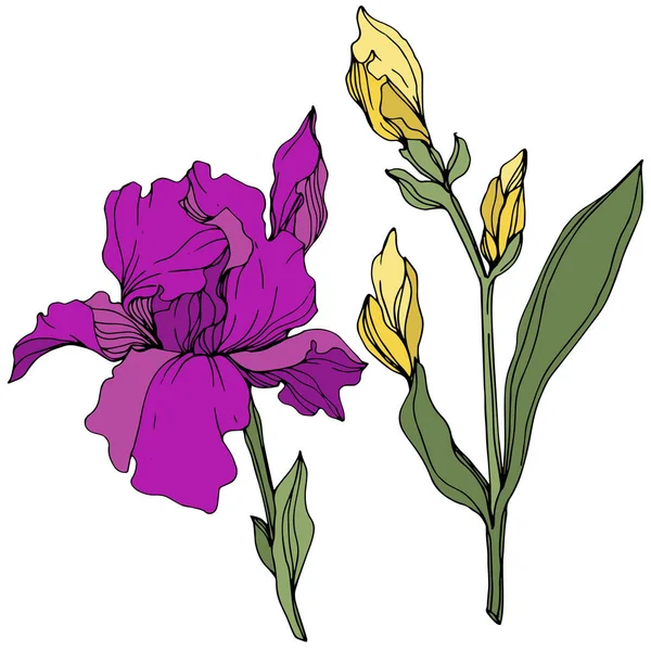Vector Purple Yellow Irises Wildflowers Isolated White Engraved Ink Art — Stock Vector