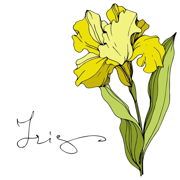 Wektor Żółty Iris Białym Tle Grawerowane Atrament Sztuki Napisem Iris — Wektor stockowy