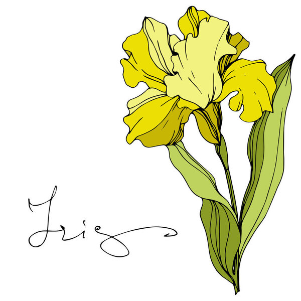 Vector yellow iris isolated on white. Engraved ink art with 'iris' lettering