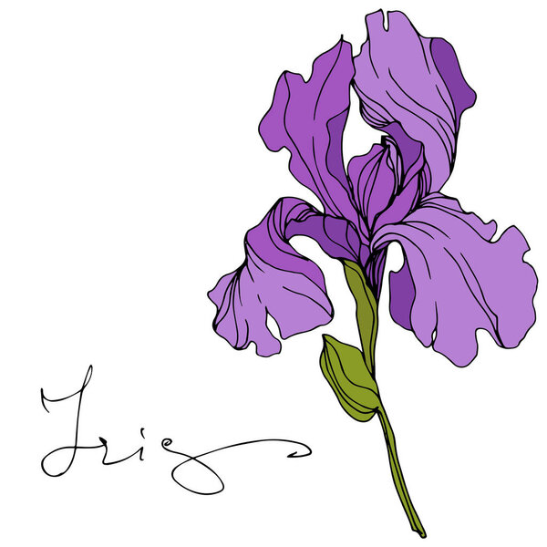 Vector purple iris isolated on white. Engraved ink art with 'iris' lettering