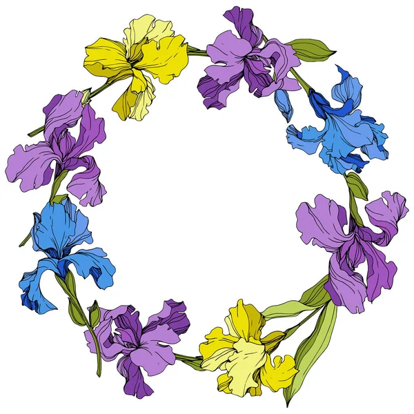 Vektor Lila Gul Och Blå Iris Färgglada Blommor Isolerade Vitt — Stock vektor