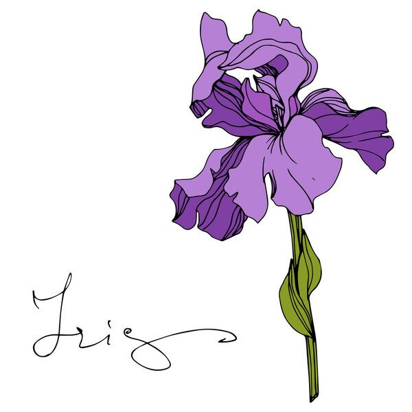 Vector purple iris isolated on white. Engraved ink art with 'iris' lettering