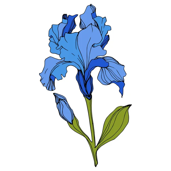 Vector Blue Iris Isolated White Engraved Ink Art — Stock Vector