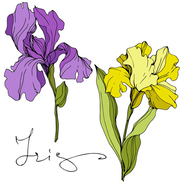 Vector yellow and purple irises isolated on white. Engraved ink art with 'iris' lettering