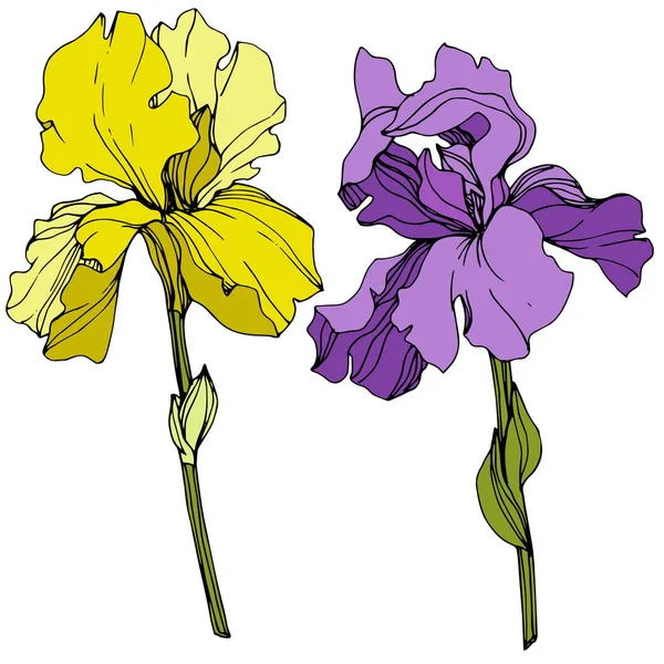 Iris Vectoriales Amarillos Púrpura Aislados Blanco Arte Tinta Grabada — Vector de stock