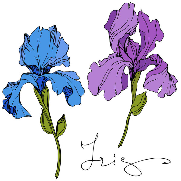 Vector blue and purple irises isolated on white. Engraved ink art with 'iris' lettering