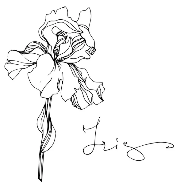 Vector Iris Flower Isolated White Black White Engraved Ink Art — Stock Vector