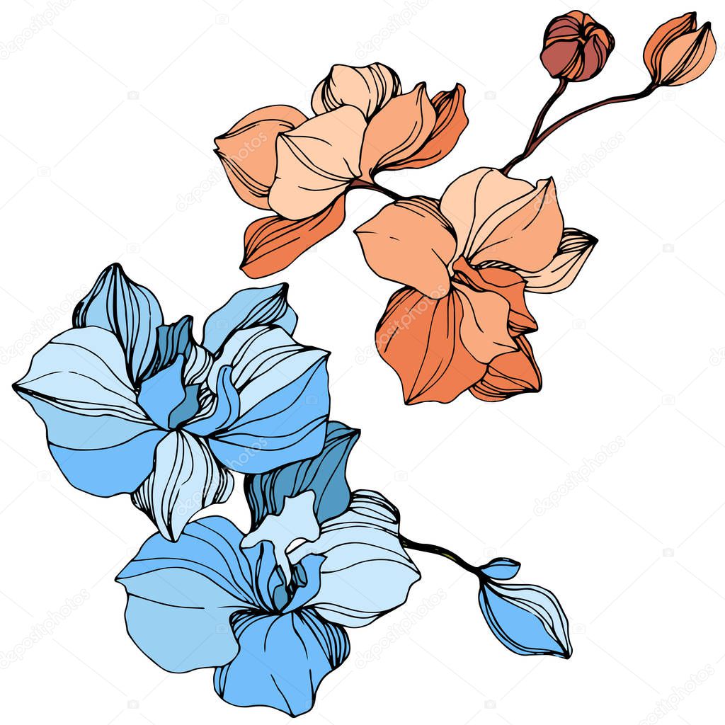 Vector orange and blue orchids. Wildflowers isolated on white. Engraved ink art