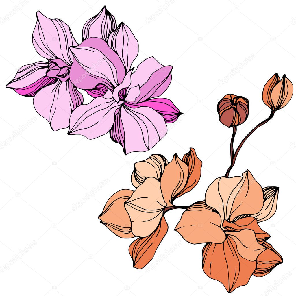 Vector pink and orange orchids. Wildflowers isolated on white. Engraved ink art