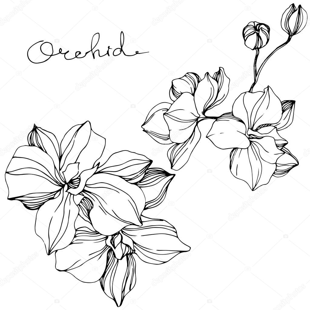 Vector Orchids. Wildflower isolated on white. Black and white engraved ink art with 'orchid' lettering