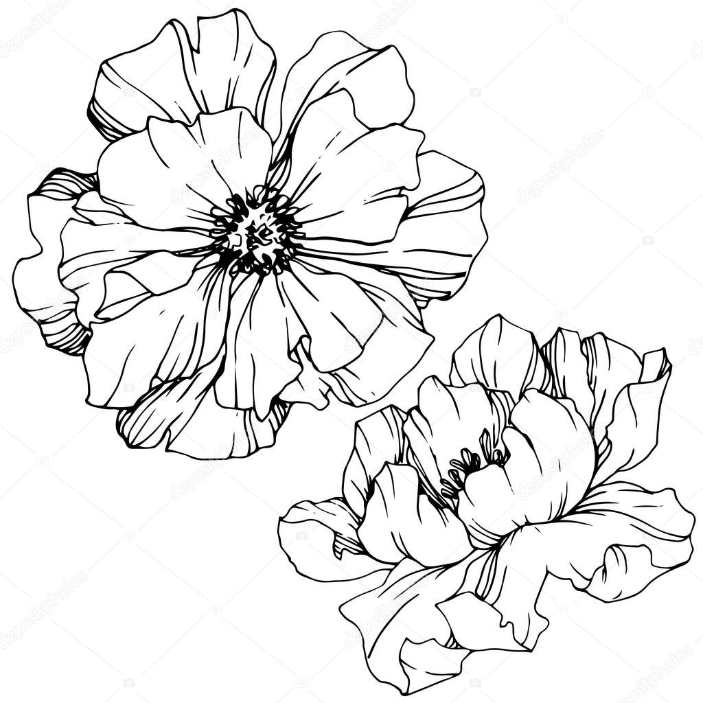 Vector Peonies. Wildflowers isolated on white. Black and white engraved ink art