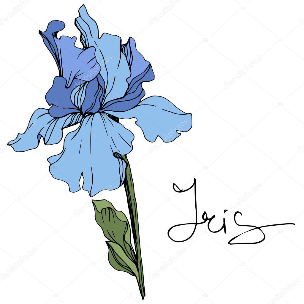 Vector blue iris flower. Wildflower isolated on white. Engraved ink art with 'iris' lettering