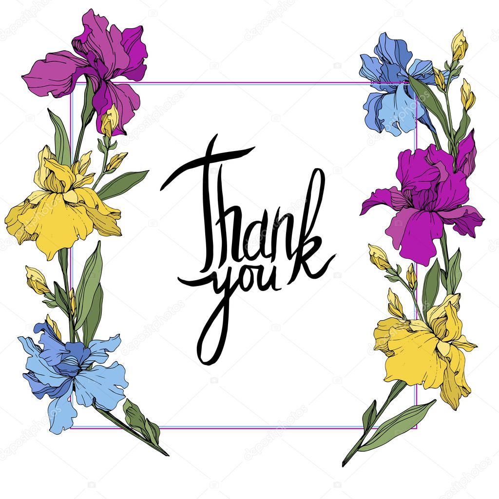 Vector purple, blue and yellow irises. Wildflowers isolated on white. Floral frame border with 'thank you' lettering