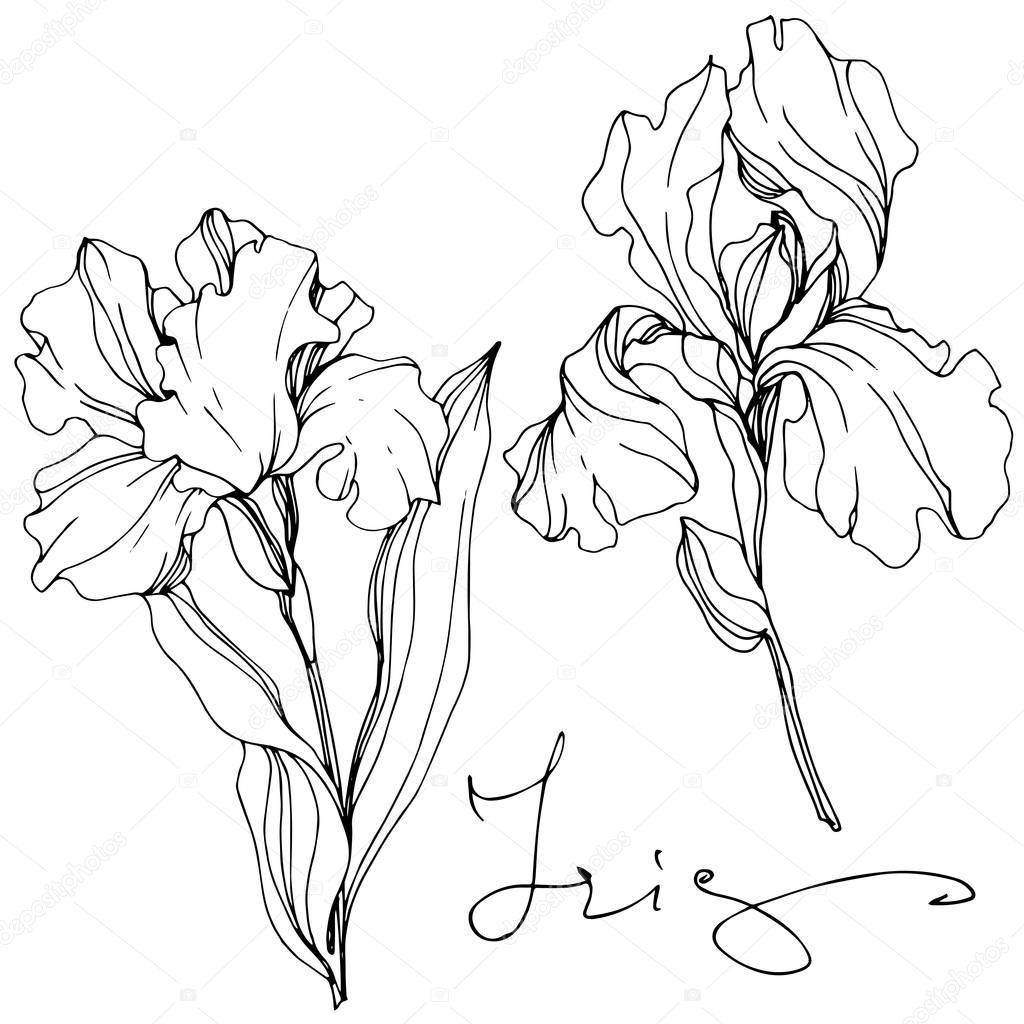 Vector Irises isolated on white. Black and white engraved ink art with 'iris' lettering