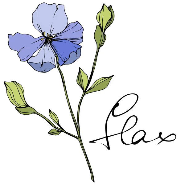 Vector Blue Flax Spring Wildflowers Isolated White Engraved Ink Art — Stock Vector
