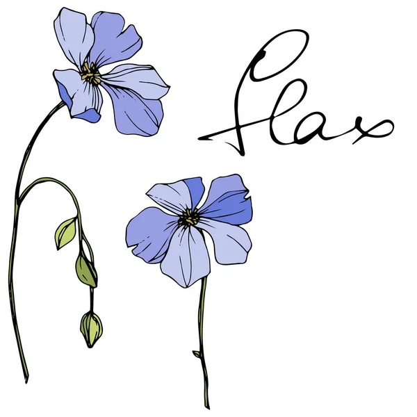 Vector Linho Azul Flores Silvestres Primavera Isoladas Branco Arte Gravada —  Vetores de Stock